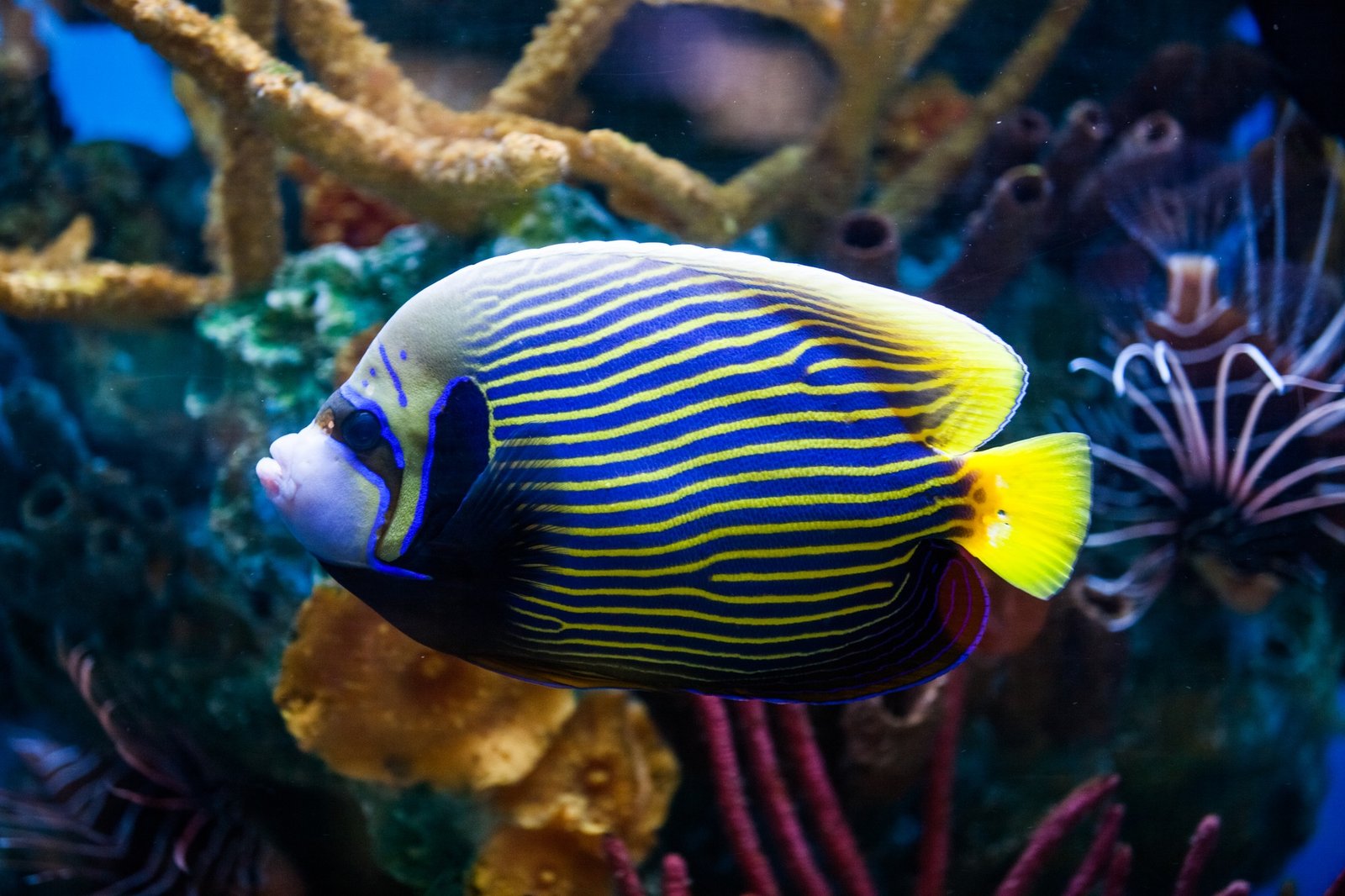 Imperial Anglefish Closeup in Saltwater Aquarium
