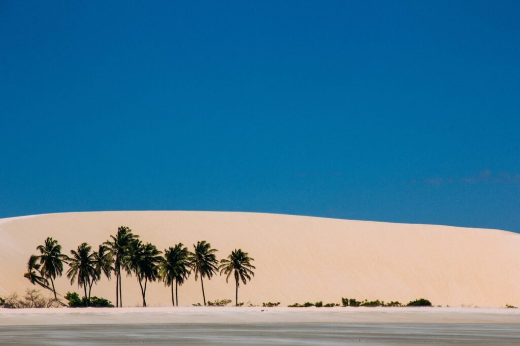 Oasis